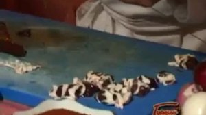 Шашлыки из печени