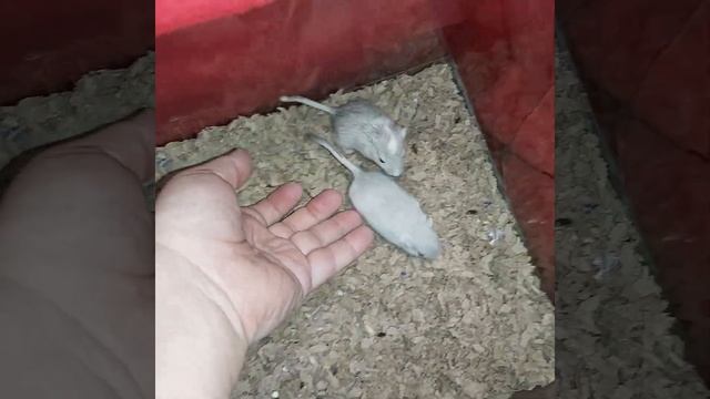 монгольские песчанки