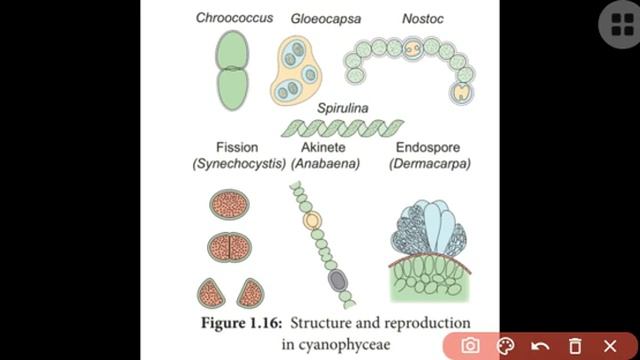11th/Bio-Botany/chapter1-11/ cyanobacteria, mycoplasma, actinomycetes