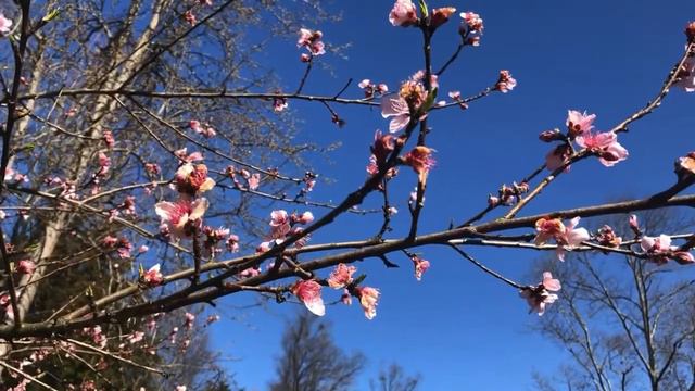 Free Nature video clip blue sky and flower смотреть онлайн