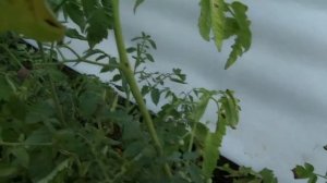 Агриопа паук