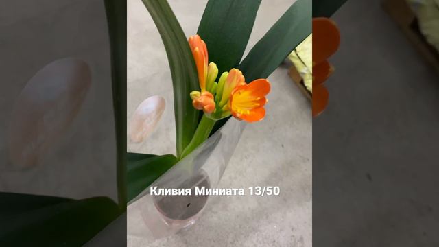 Кливия Миниата 13/50