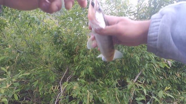 Рыбалка на Оке!Отводной поводок!Щука срезала приманку! смотреть онлайн