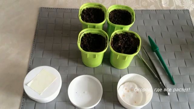 Рассада баклажанов . Сеем по всем правилам.mp4 смотреть онлайн