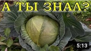 КАК и КОГДА убирать КАПУСТУ?
