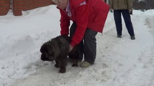 Щенки кавказской овчарки