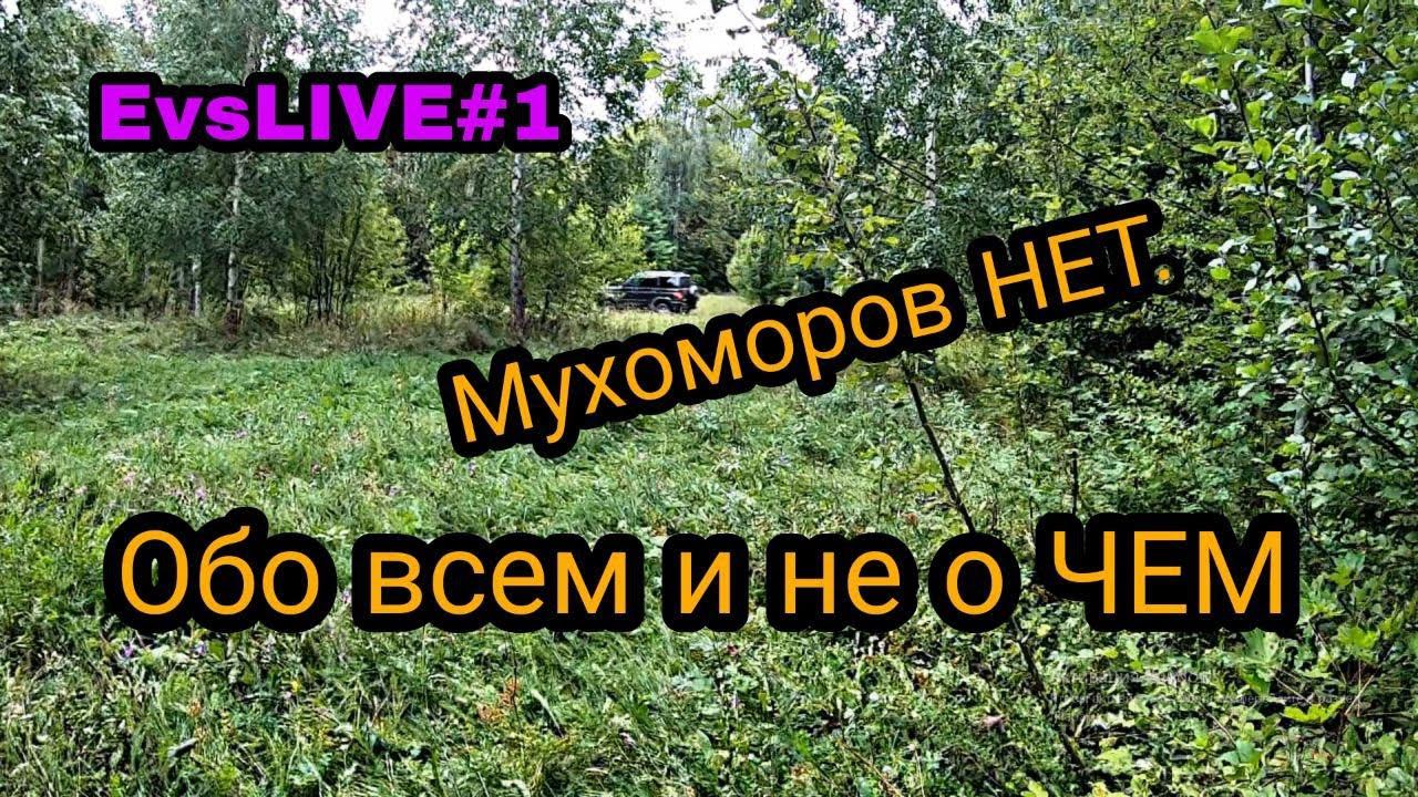 В поисках МУХОМОРОВ. Ламинат вздулся. Первый опорос. Грибы. Вьетнамские поросята. смотреть онлайн
