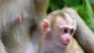 Good Job!. Adorable baby Sleep Well And Momma Grooming Her Skin l So Love monkey