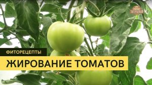 Жирование томатов \ Что с этим делать? \ Фиторецепты.