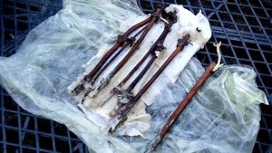 Укоренение черенков жимолости съедобной