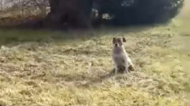 Перепуганная собака боялась подпустить к себе людей! смотреть онлайн