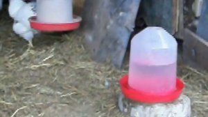 Куры Адлеровская серебристая