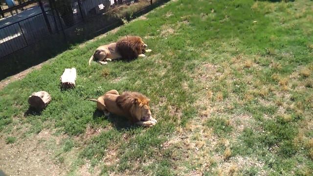 Львы едят мясо. Тайган Крым смотреть онлайн