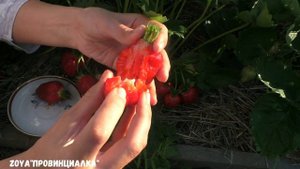 Земляника крупноплодная АЗИЯ /Обзор/ Отзыв/ #клубника #урожай #деревня #лето