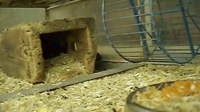 Монгольские песчанки. Mongolian gerbils.