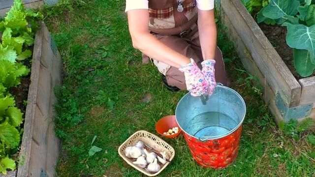 Как избавиться от гусениц. Спасаем капусту народными средствами. 0+ смотреть онлайн