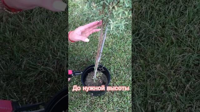 Формирую иву на штамбе #garden