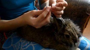 Средство от блох и клещей  для кролика/ Как использовать/
