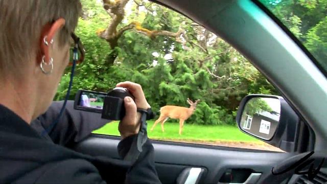 Victoria BC Canada Urban Deer - YouTube смотреть онлайн