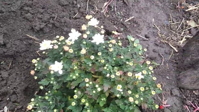 сажаем хризантему мультифлора осенью смотреть онлайн