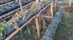 Малообъемка, самые морозостойкие сорта клубники!