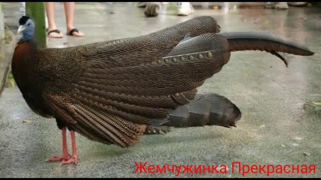 Фазан аргус. смотреть онлайн