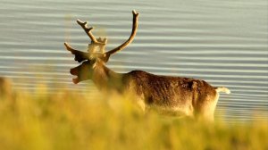 Красивый самец северного оленя A handsome male reindeer