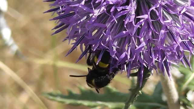 БИОСФЕРА: 125. Сколия Степная (Scolia hirta) смотреть онлайн