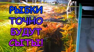 ВАШИ РЫБКИ ТОЧНО БУДУТ СЫТЫ! #АКВАМЕН