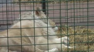 тигр в клетке