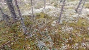 ШОК ! ОТКУДА ОНИ ВЗЯЛИСЬ. СБОР БЕЛЫХ ГРИБОВ ПОЗДНЕЙ ОСЕНЬЮ. НАРВАЛСЯ НА БЕЛЫЕ ГРИБЫ. ТИХАЯ ОХОТА.