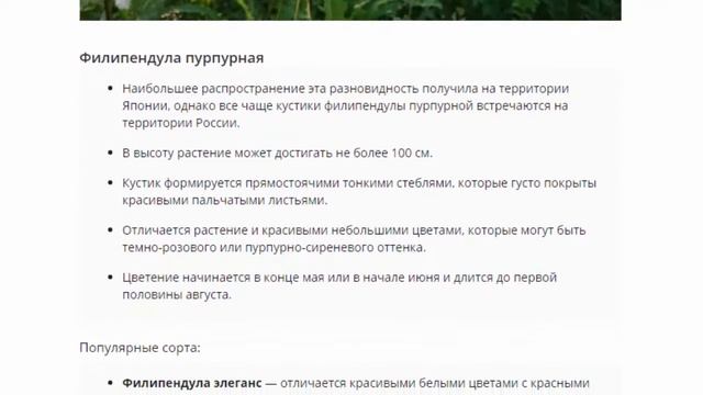 Филипендула, лабазник, таволга  Посадка и уход