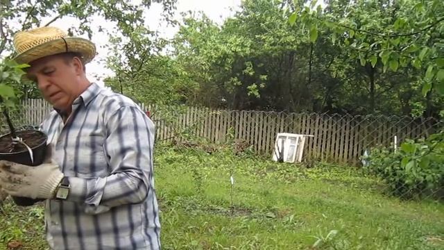 Правильная посадка абрикоса в саду Плоды каждый год смотреть онлайн