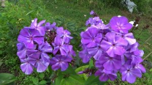 Флокс метельчатый 'ФИОСИН' – П.Г. Гаганов, 1947