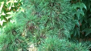 Pinus sylvestris 'Globosa Viridis'