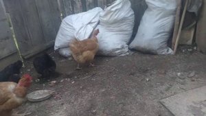 лапы у кур и кальцый для кур.