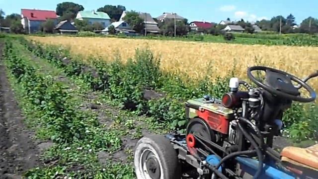 Малина полана,культивация!!! смотреть онлайн