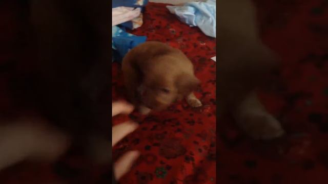 английский кокер спаниель  .Второй день в новой квартире