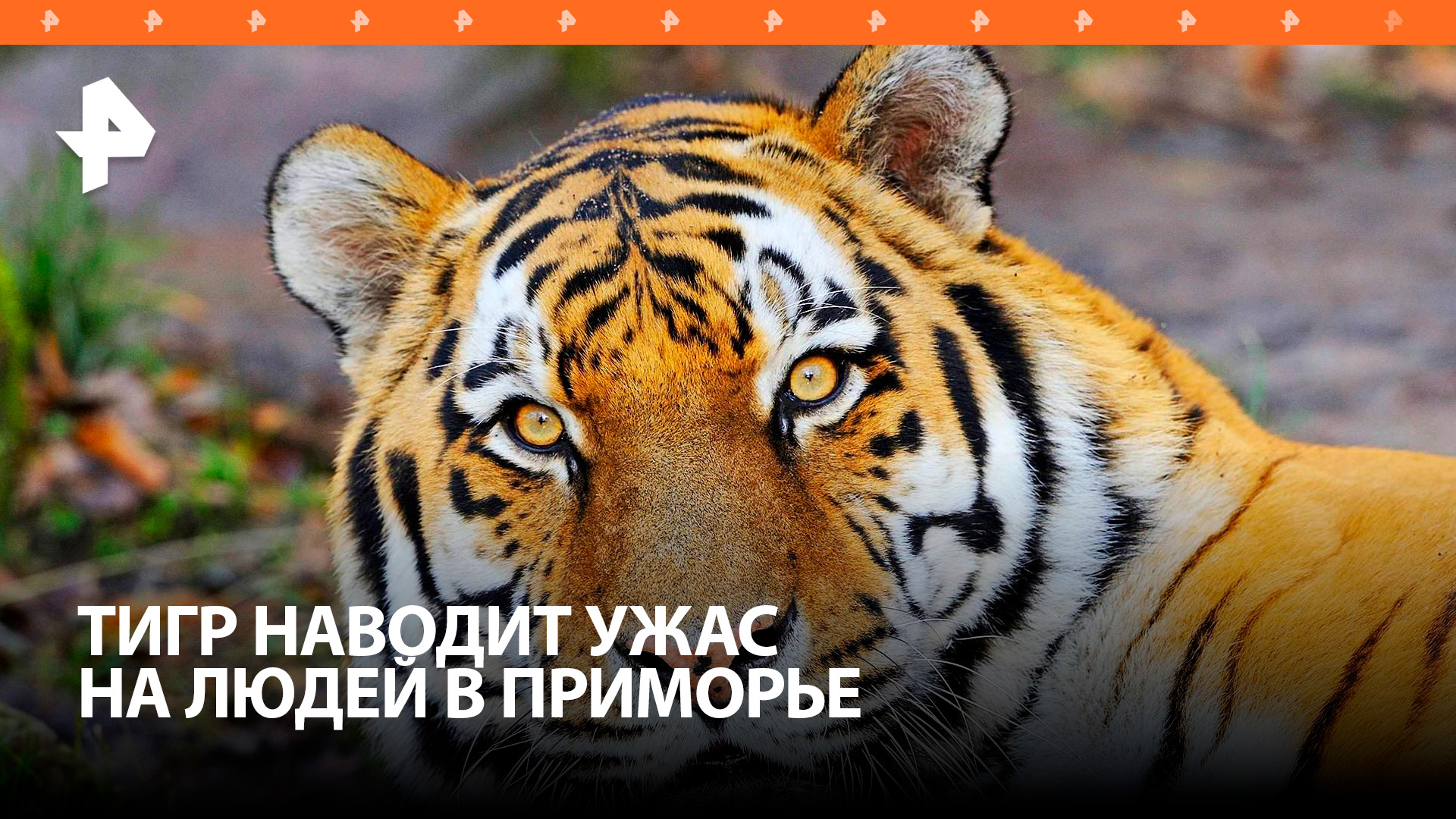 Тигр наводит ужас на жителей Приморья / РЕН Новости