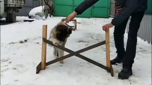 Американская акита 4 месяца, дрессировка.