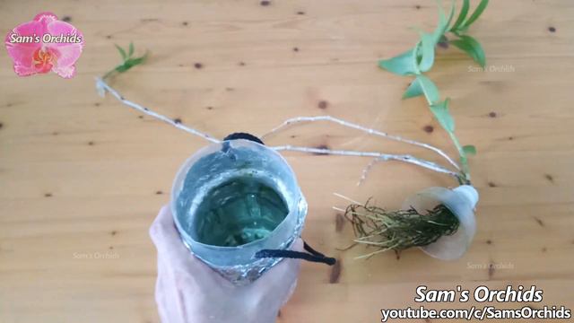 ➊➐Orchid in full water culture-hydroponic【Dendrobium aphyllum】 смотреть онлайн