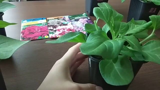 Петуния. Прищипывание центрального и боковых побегов.