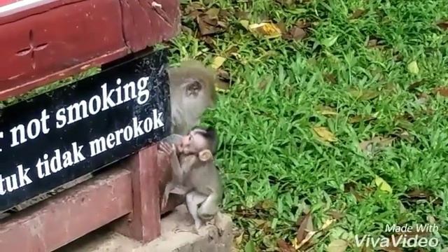 Лес обезьян в Убуде (Бали, Индонезия)