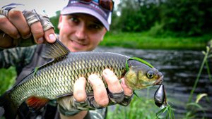 Злой, жадный голавль июня, день Zipbaits B-Switcher SSR