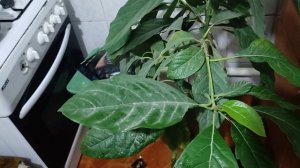 Условия выращивания авокадо из косточки. Совести по выращиванию авокадо из косточки