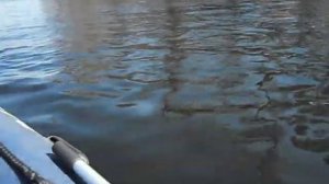 Эхолот Lowrance Elit 4 HDI