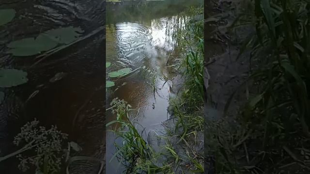 А вот и окунь пожаловал