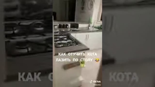 Как отучить кота лазить по столу