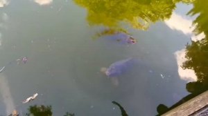 Сад пальм во Франкфурте. Palmen Garten Frankfurt.
