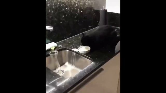смешные котики. ?